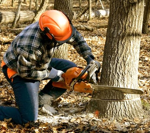 Tree Removal in Bird Island, MN